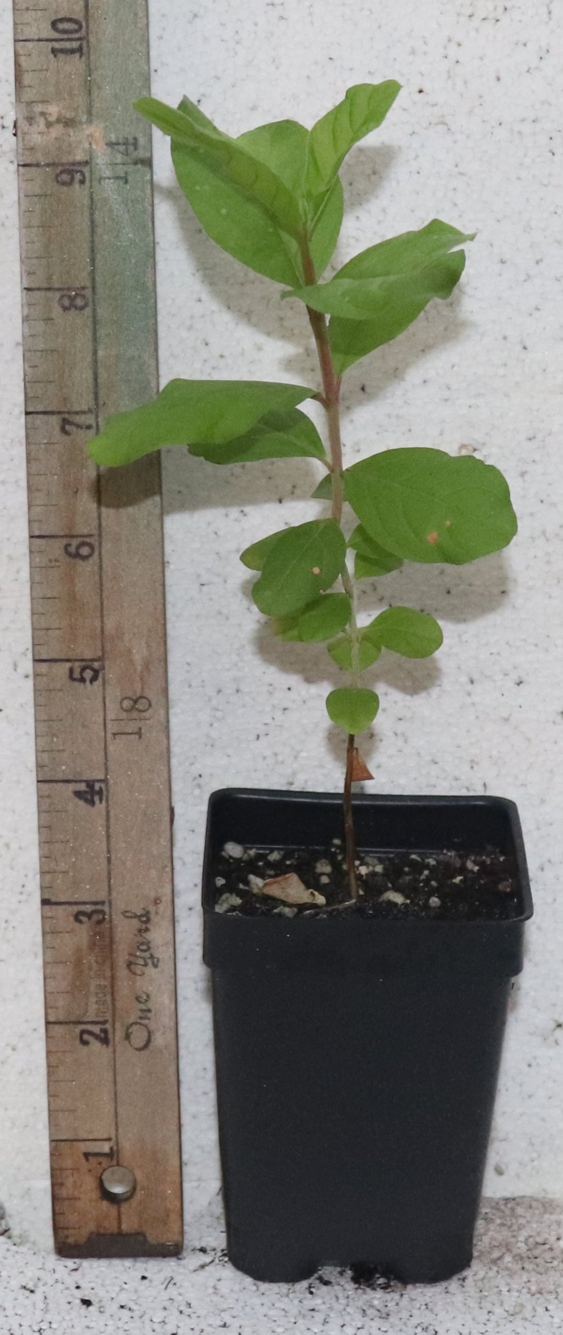 9" Tall White Pear Guava Live Seedling Psidium Guajava Organic Rare Sweet