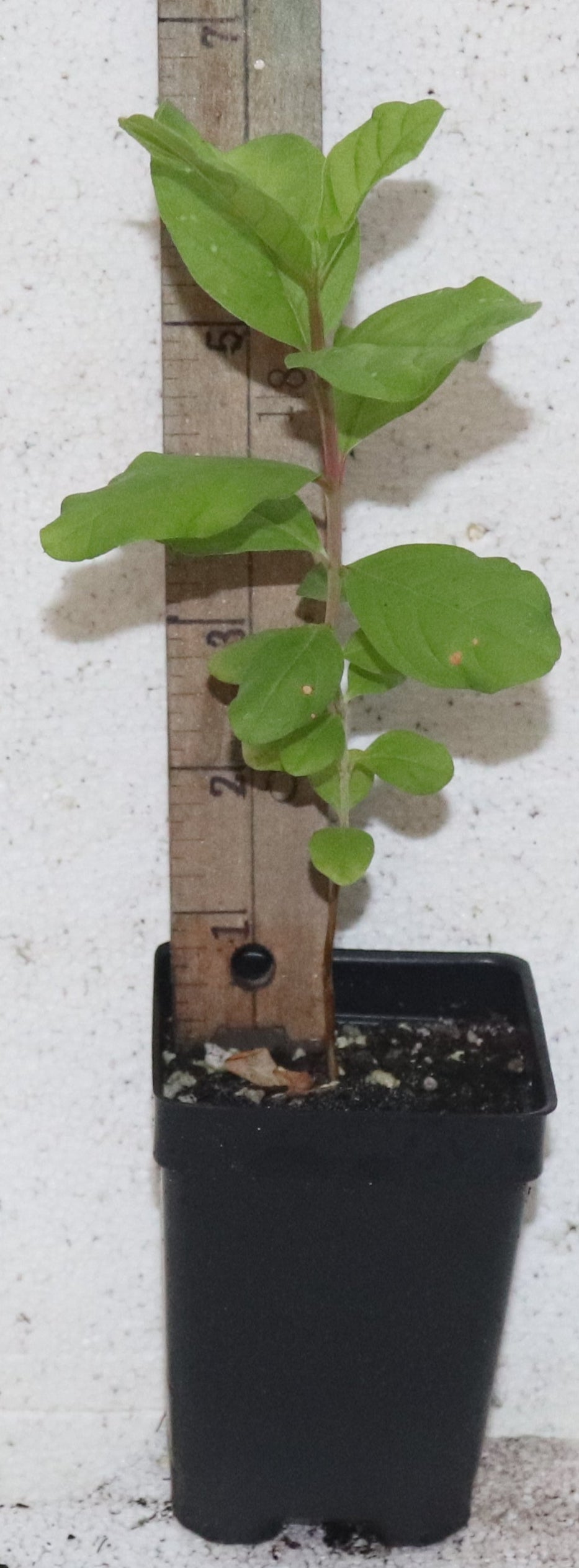 9" Tall White Pear Guava Live Seedling Psidium Guajava Organic Rare Sweet