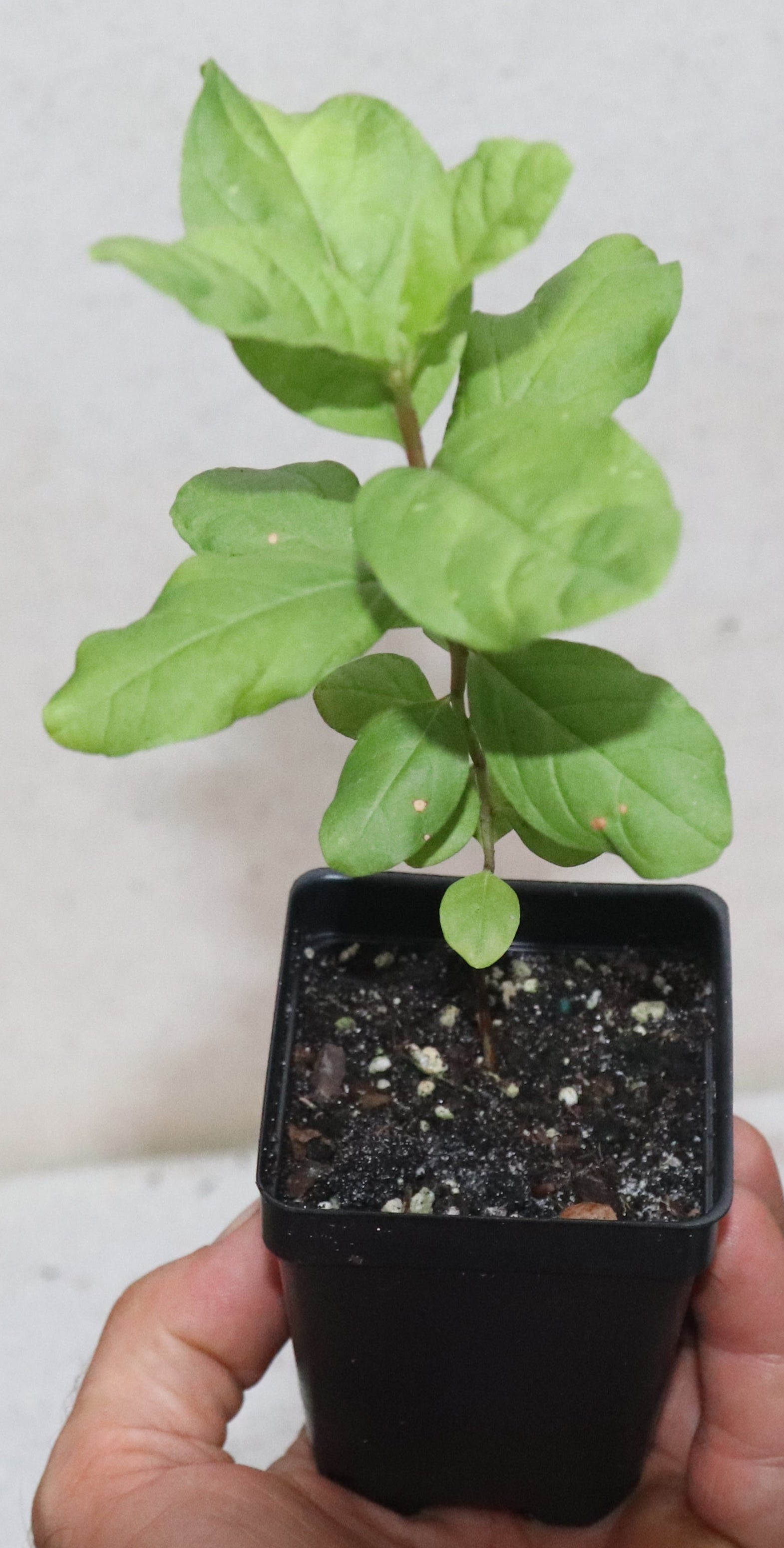 9" Tall White Pear Guava Live Seedling Psidium Guajava Organic Rare Sweet