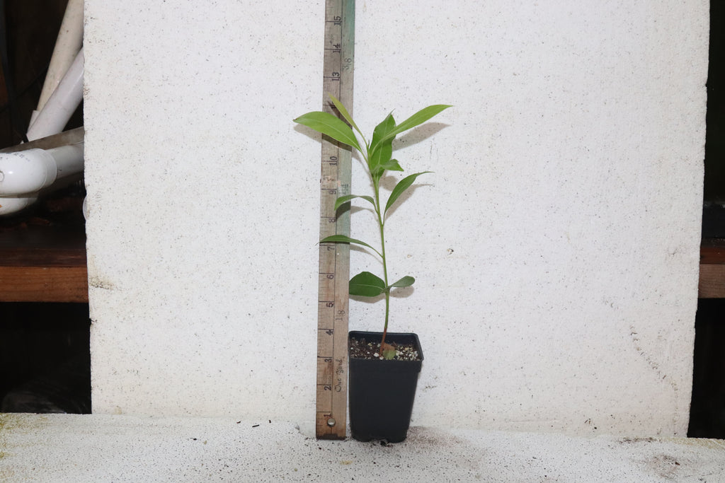 8" Sapodilla (Manilkara Zapota) Chiku Live Seedling Organic RARE