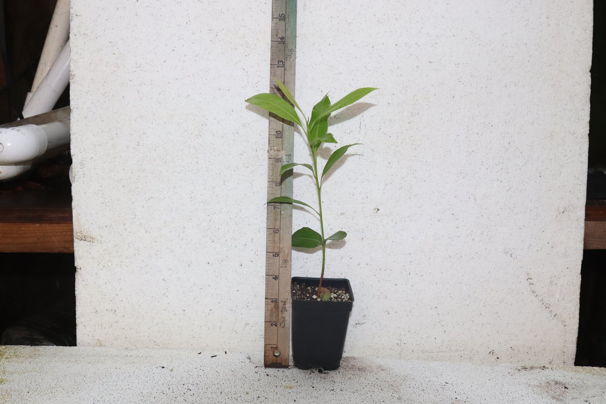 8" Sapodilla (Manilkara Zapota) Chiku Live Seedling Organic RARE