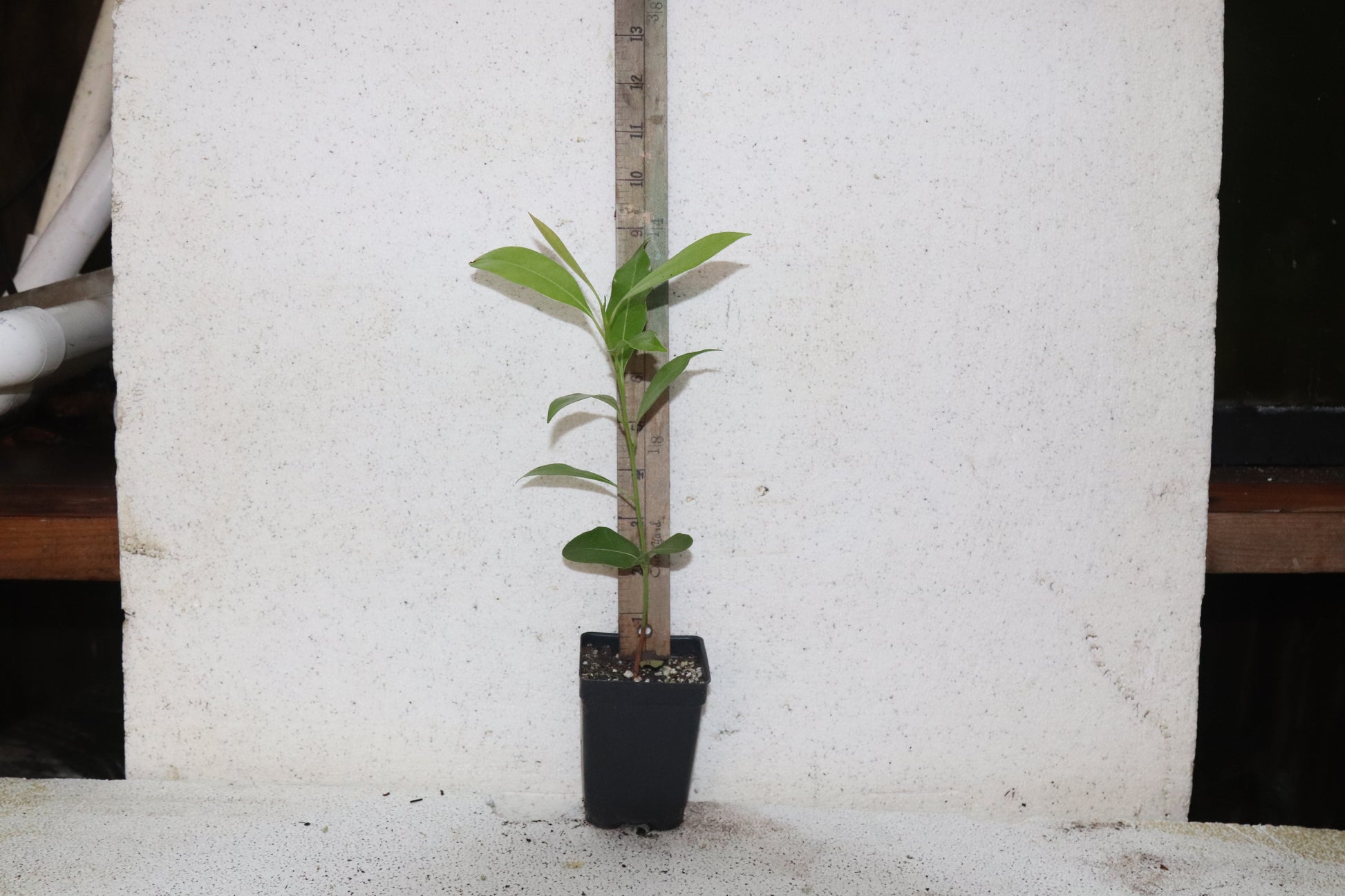 8" Sapodilla (Manilkara Zapota) Chiku Live Seedling Organic RARE