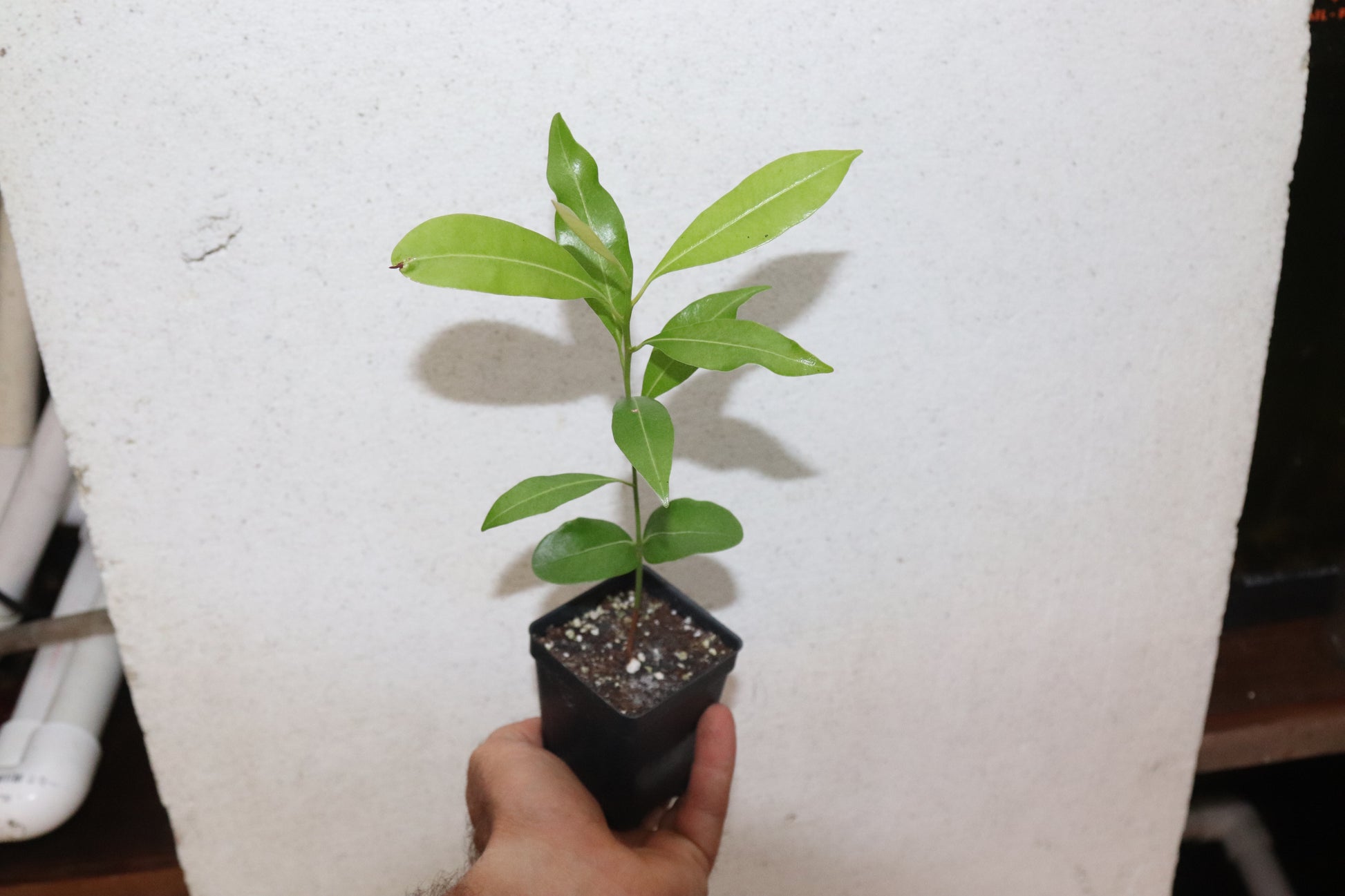 sapodilla plant in pot 8" Sapodilla (Manilkara Zapota) Chiku Live Seedling Organic RARE – Manasota Permacuture