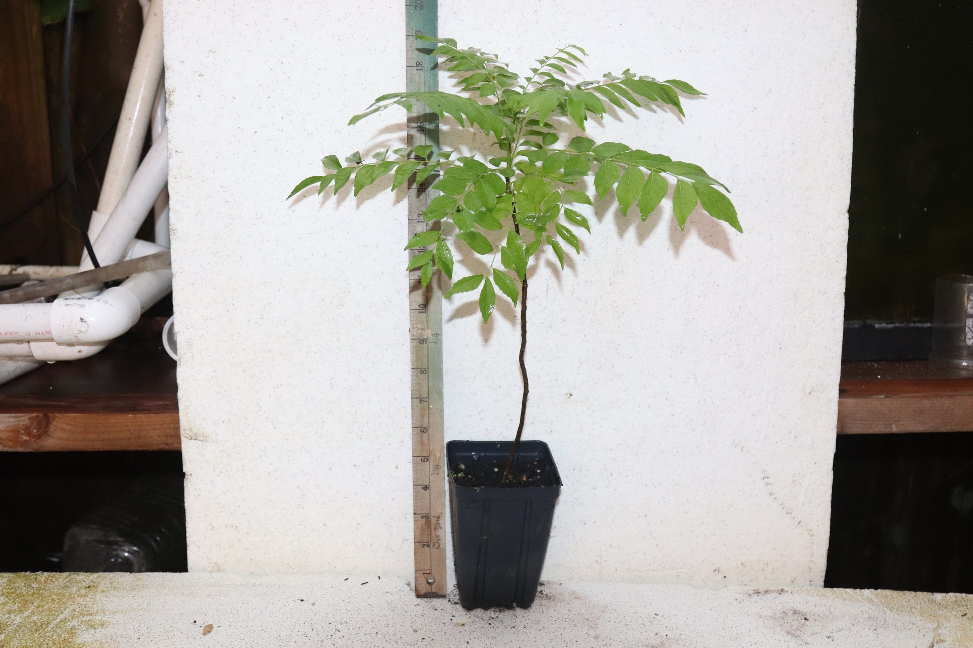18" Curry Leaf Tree (Murraya Koenigii) Sweet Neem Organic Rare (Copy)