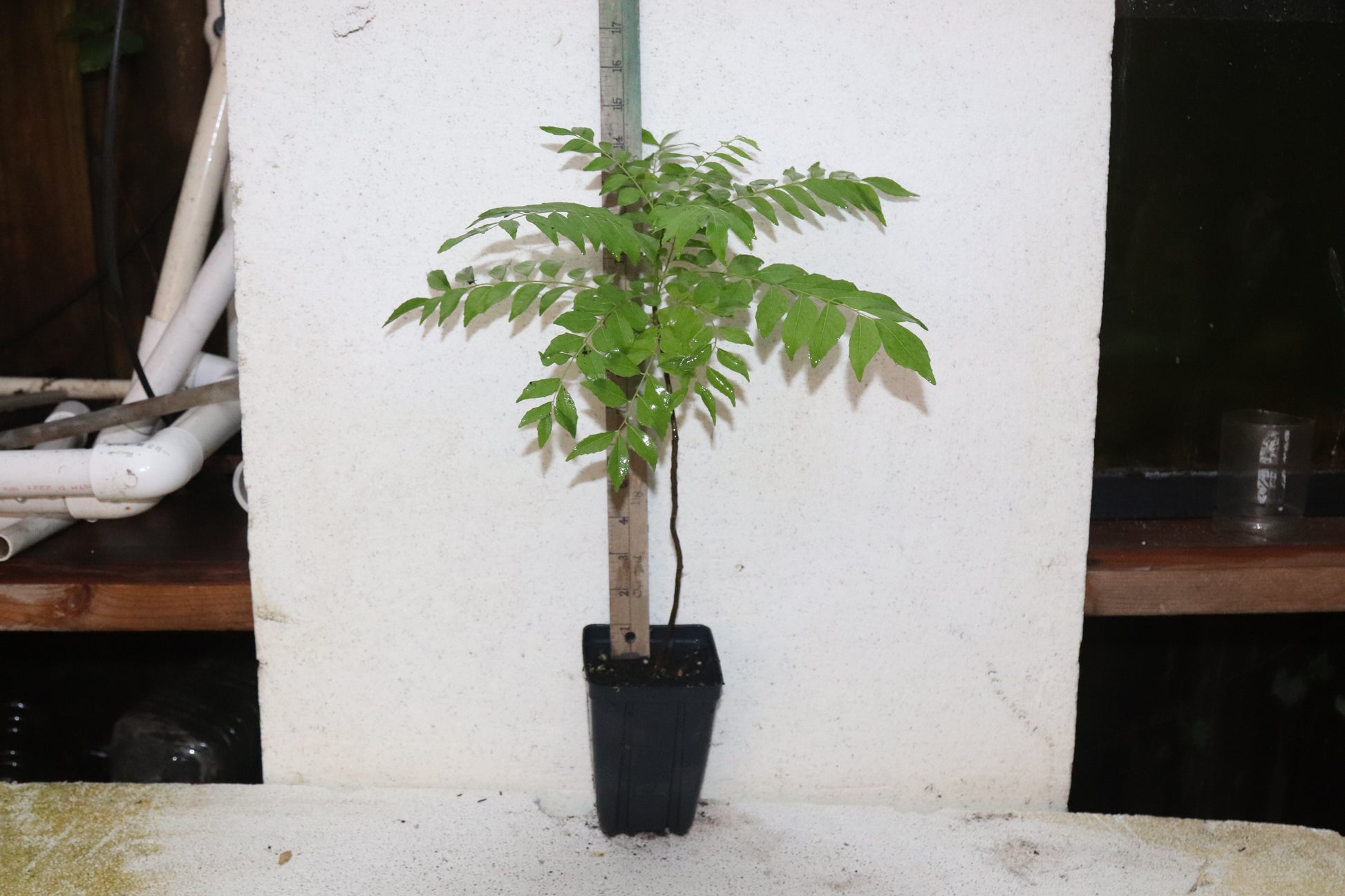 18" Curry Leaf Tree (Murraya Koenigii) Sweet Neem Organic Rare (Copy)