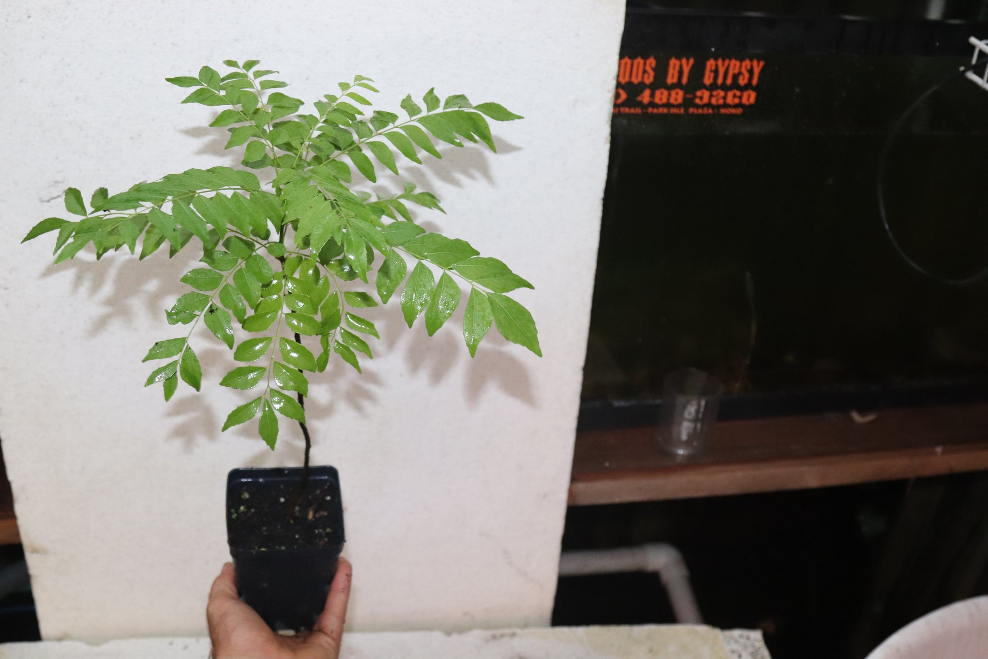 18" Curry Leaf Tree (Murraya Koenigii) Sweet Neem Organic Rare (Copy)