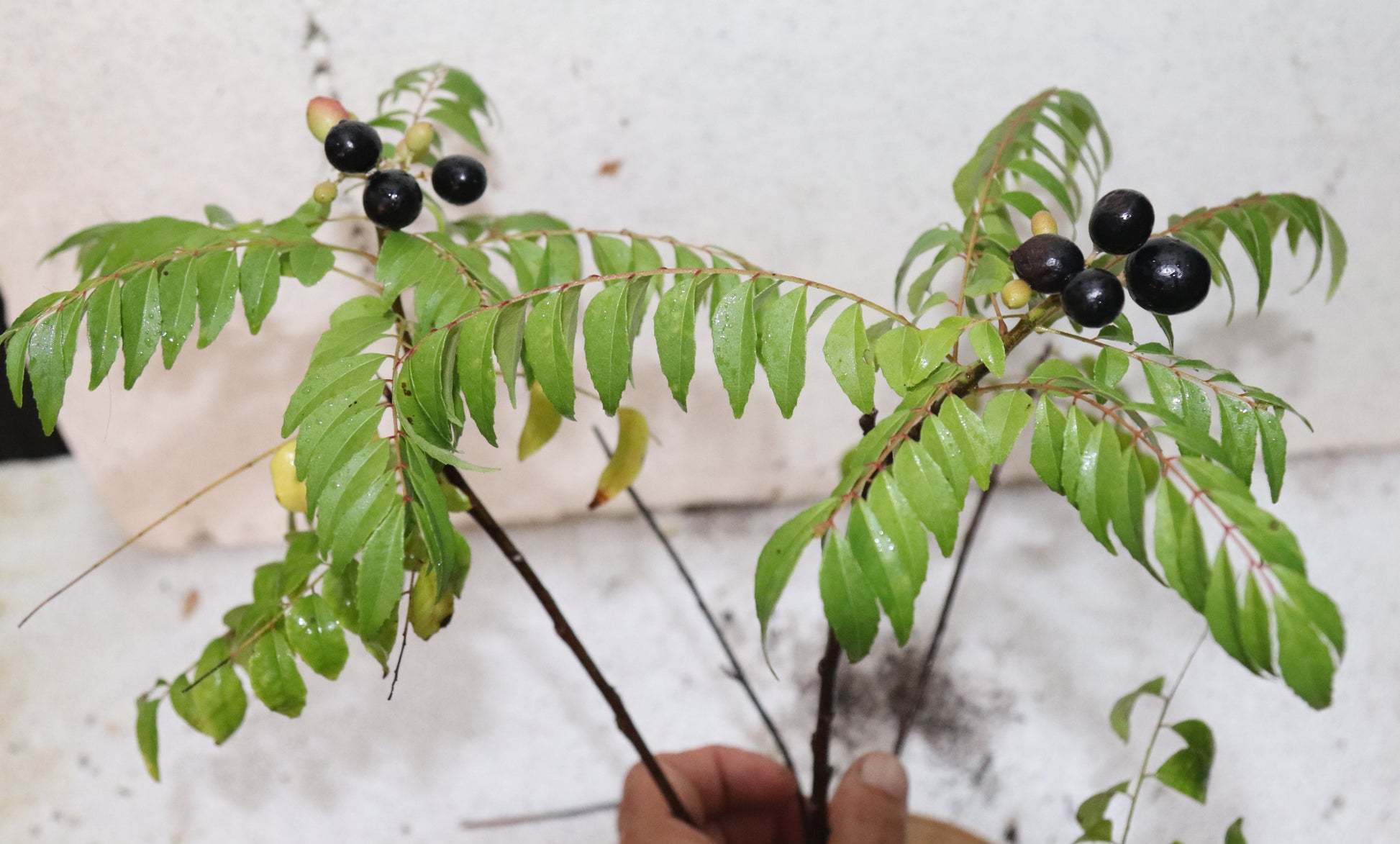 curry leaves plant seeds 3' Curry Leaf Tree (Murraya Koenigii) Sweet Neem Organic Rare – Manasota Permacuture