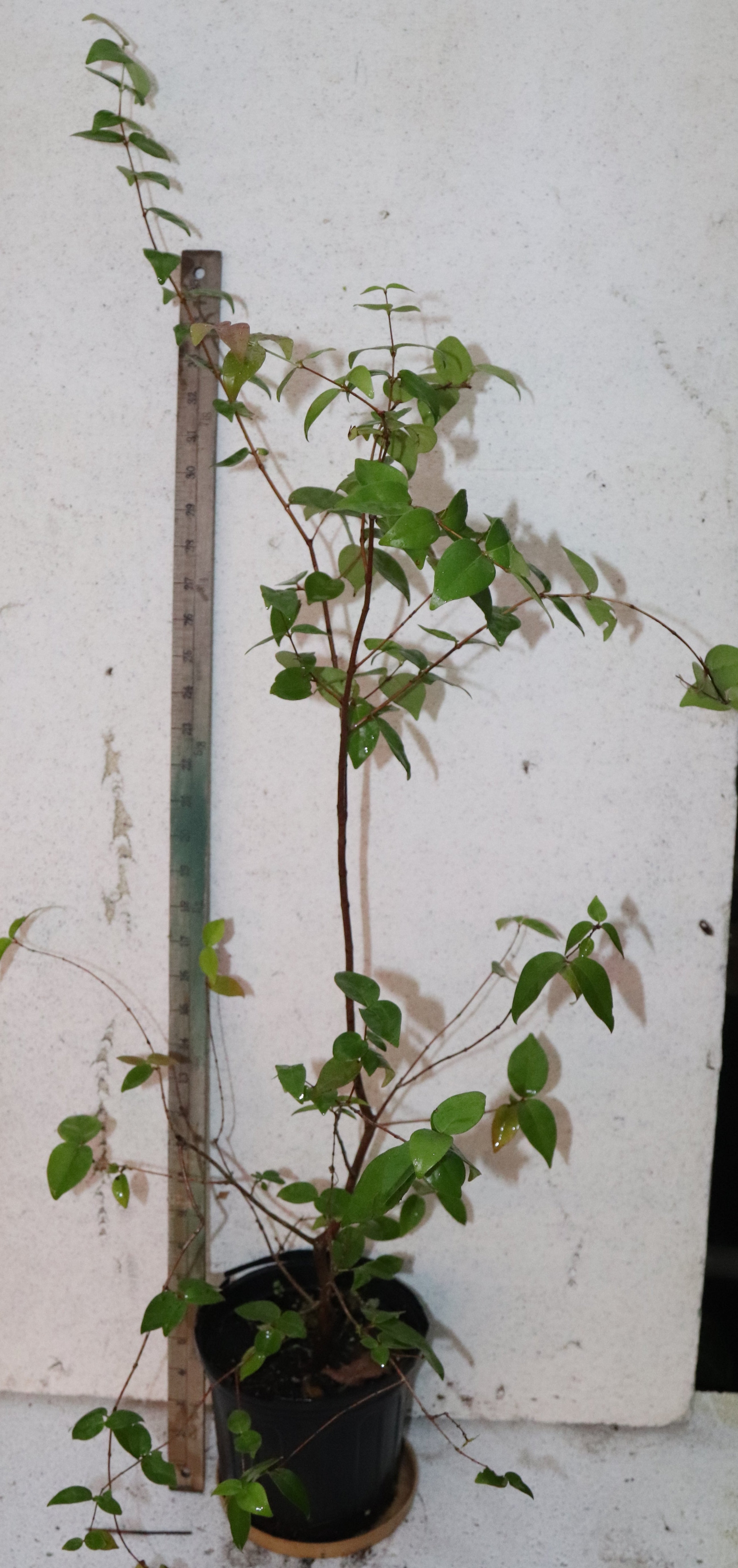 3'+ Black Star Surinam Cherry (Eugenia Uniflora Var) live seedling Edible RARE!