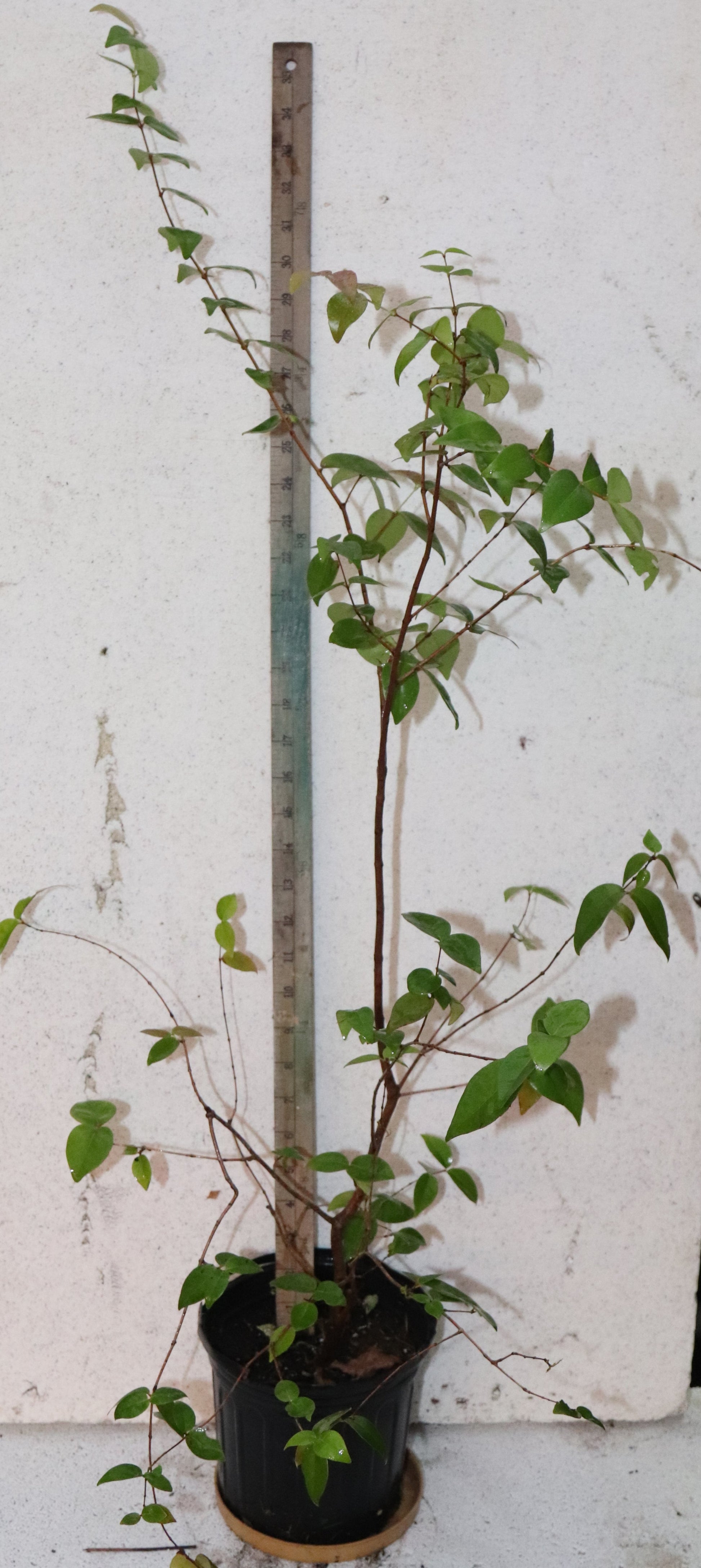 3'+ Black Star Surinam Cherry (Eugenia Uniflora Var) live seedling Edible RARE!