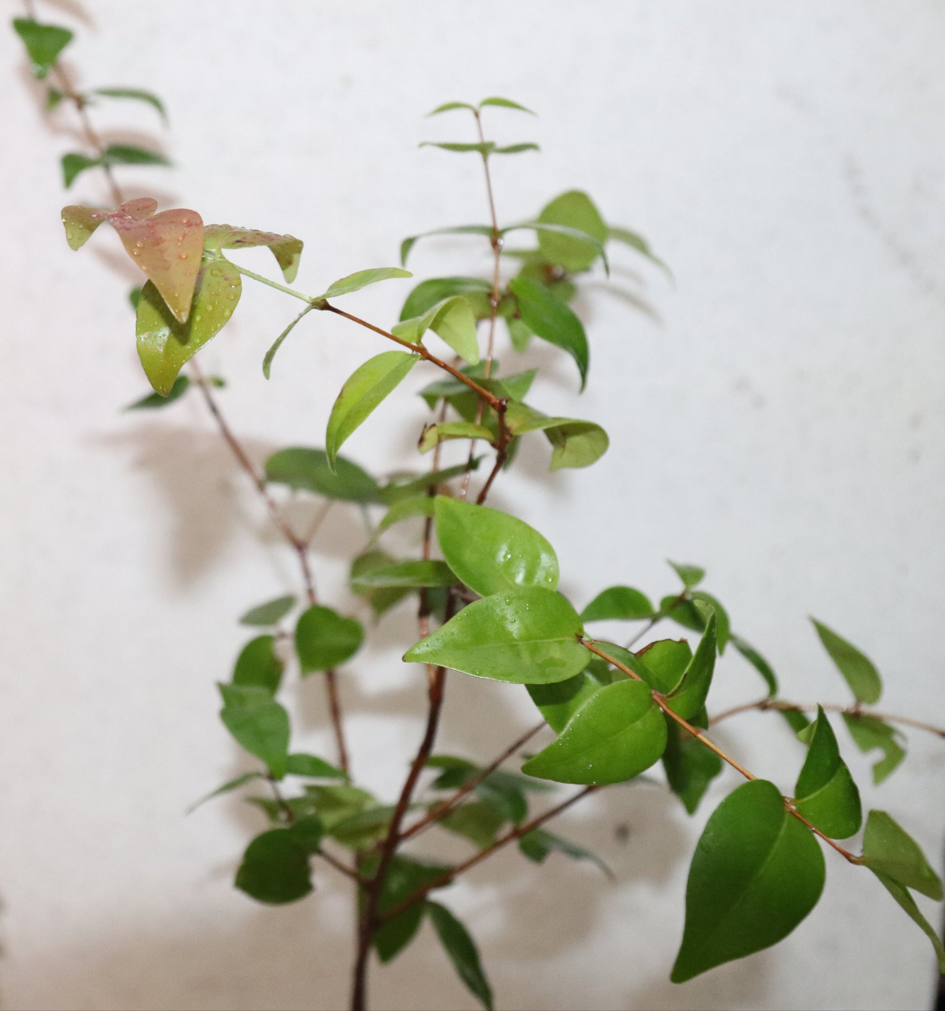 3'+ Black Star Surinam Cherry (Eugenia Uniflora Var) live seedling Edible RARE!