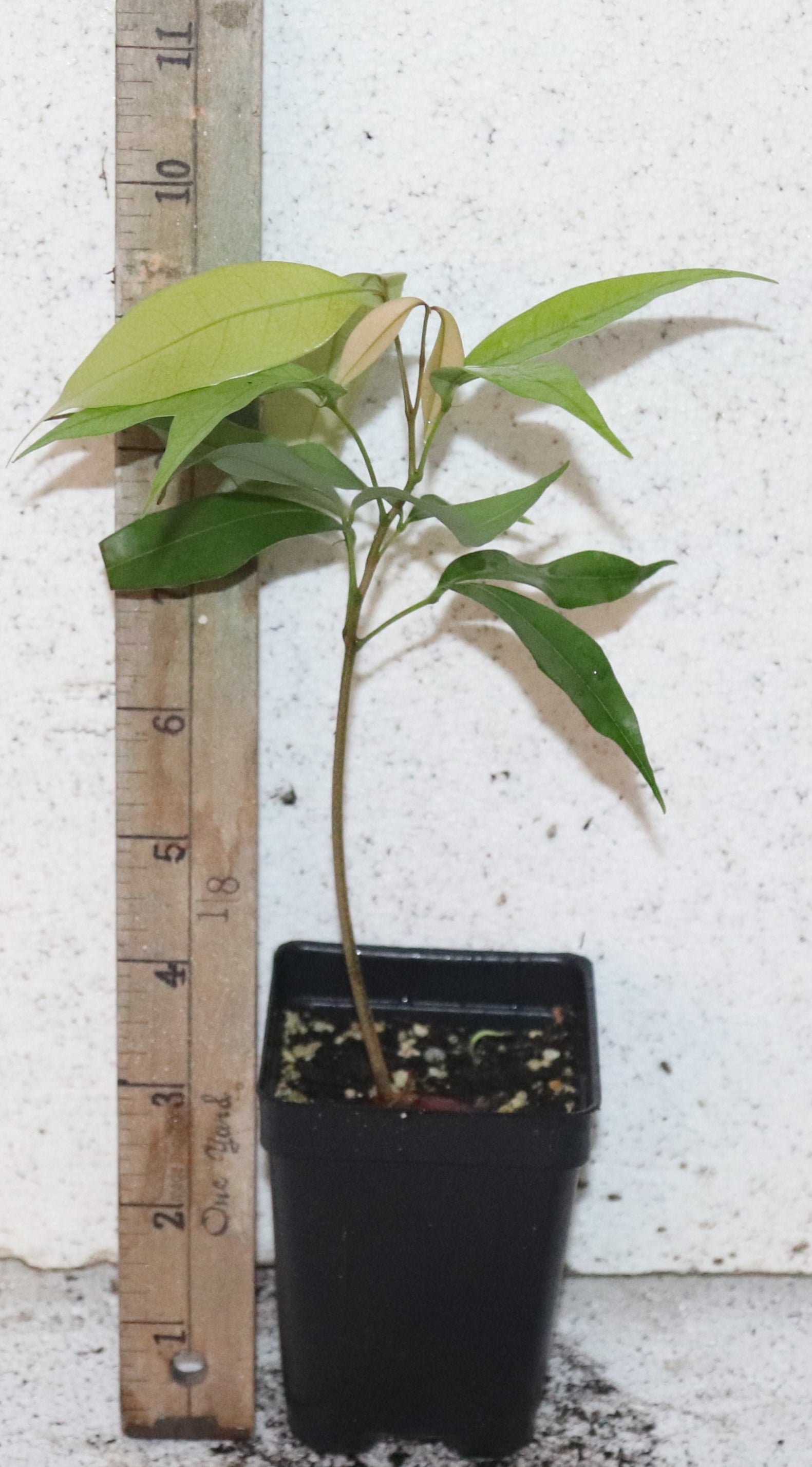 lychee house plant 9" Emperor Lychee Seedling (Litchi Chinensis 'Emperor') Organic Rare – Manasota Permacuture