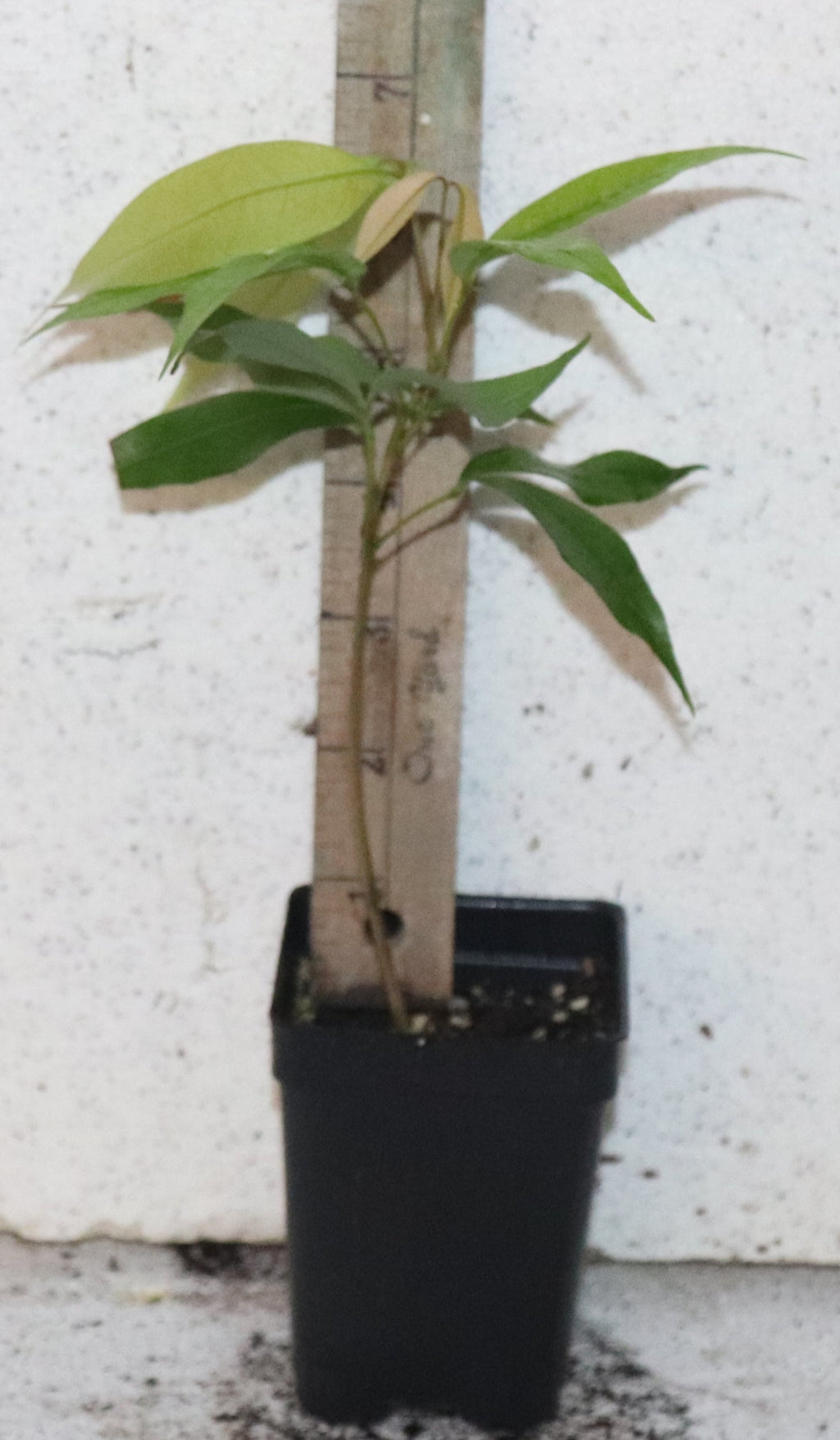 9" Emperor Lychee Seedling (Litchi Chinensis 'Emperor') Organic Rare