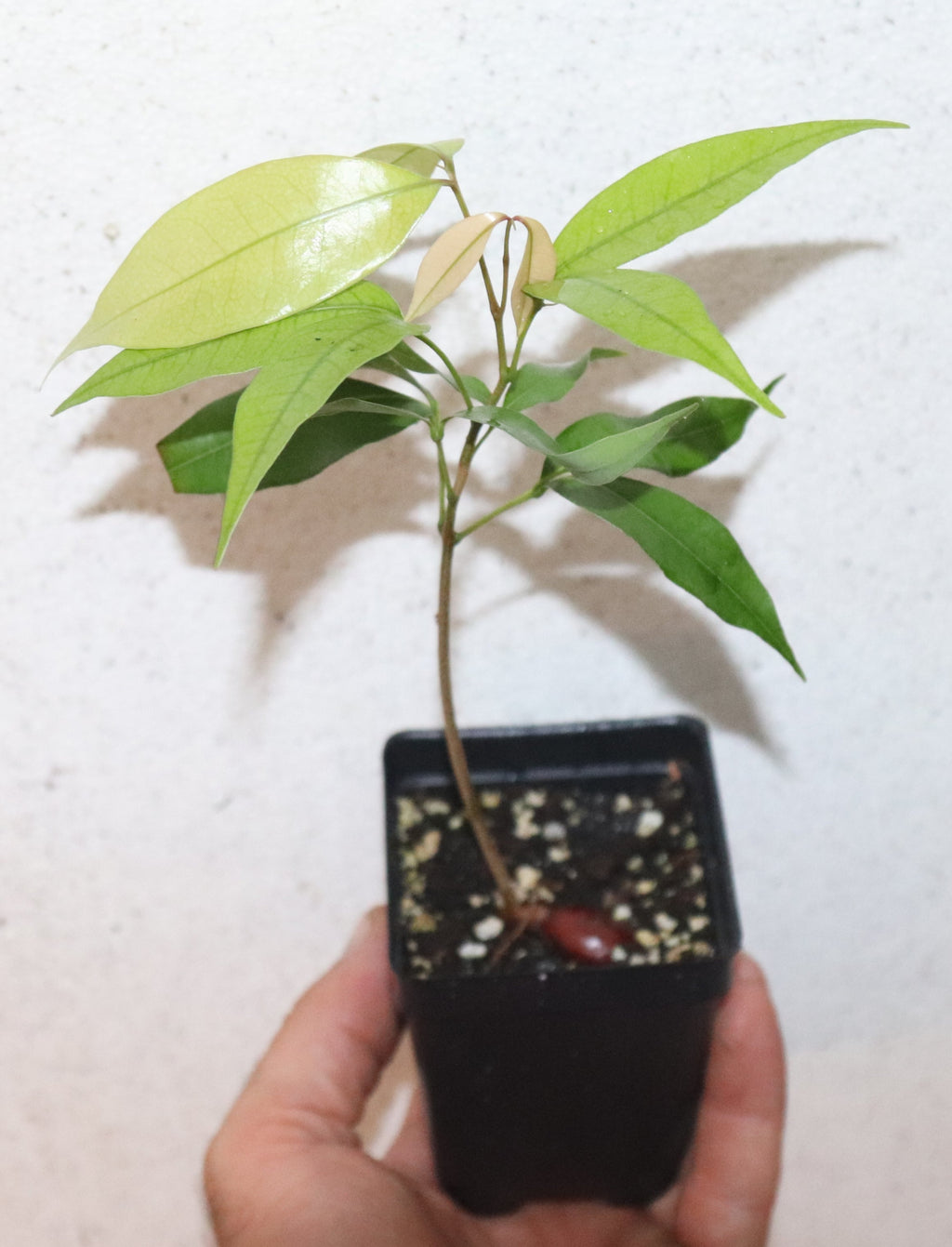 9" Emperor Lychee Seedling (Litchi Chinensis 'Emperor') Organic Rare
