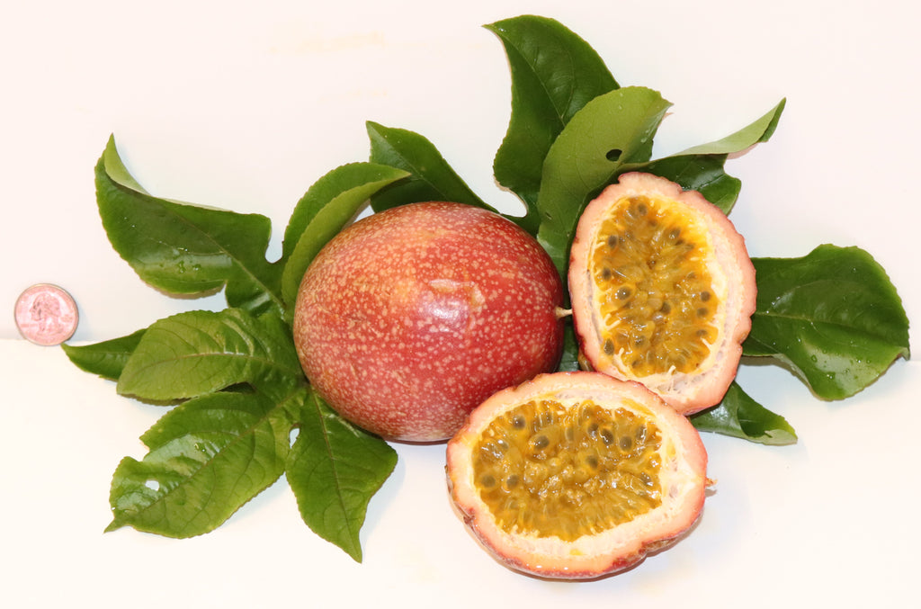 9" Tall Panama Red Passion Fruit (Passiflora Edulis F. Flavicarpa) Organic Rare