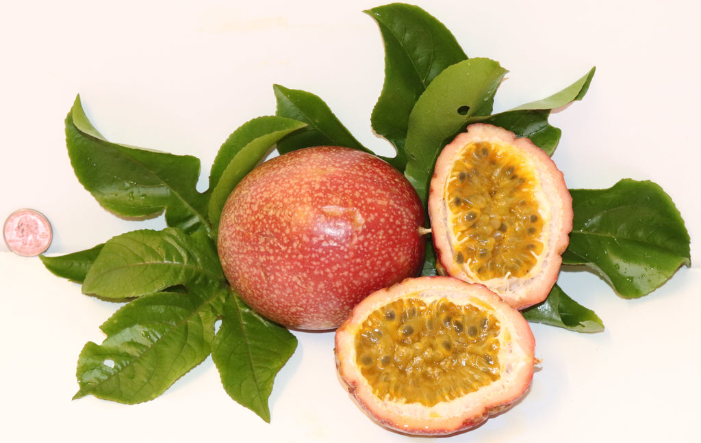 9" Tall Panama Red Passion Fruit (Passiflora Edulis F. Flavicarpa) Organic Rare