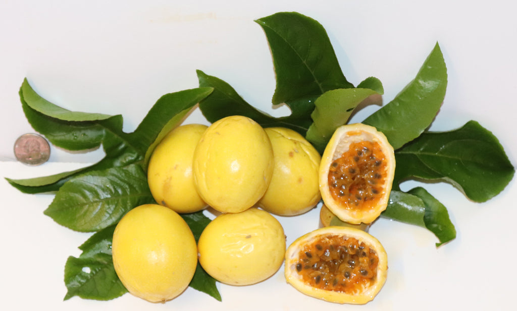 9" Tall Golden Yellow Passion Fruit (Passiflora Flavicarpa) Edulis Organic Vine