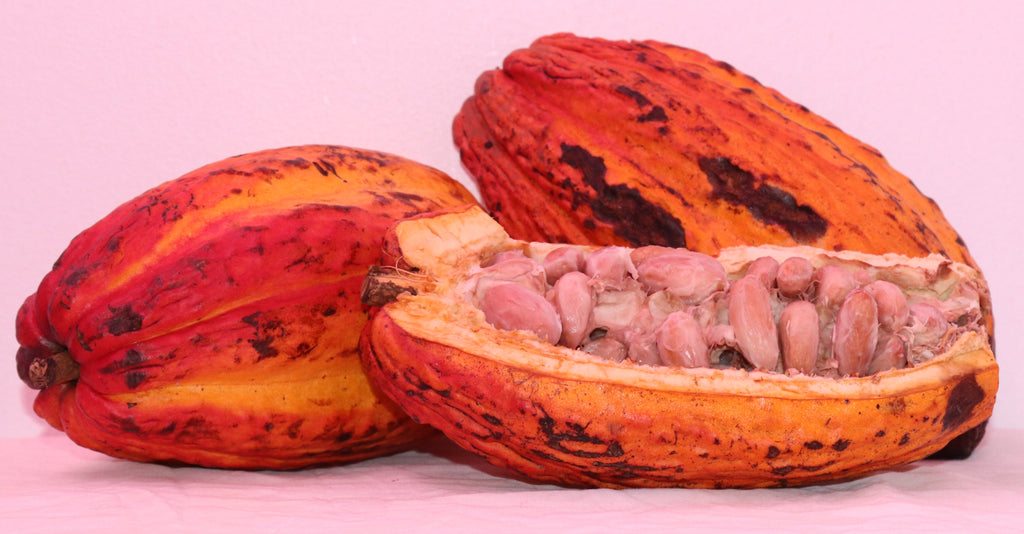 10" Theobroma Cocoa Live Seedling King Of Cocoa Criollo RARE Chocolate Bean