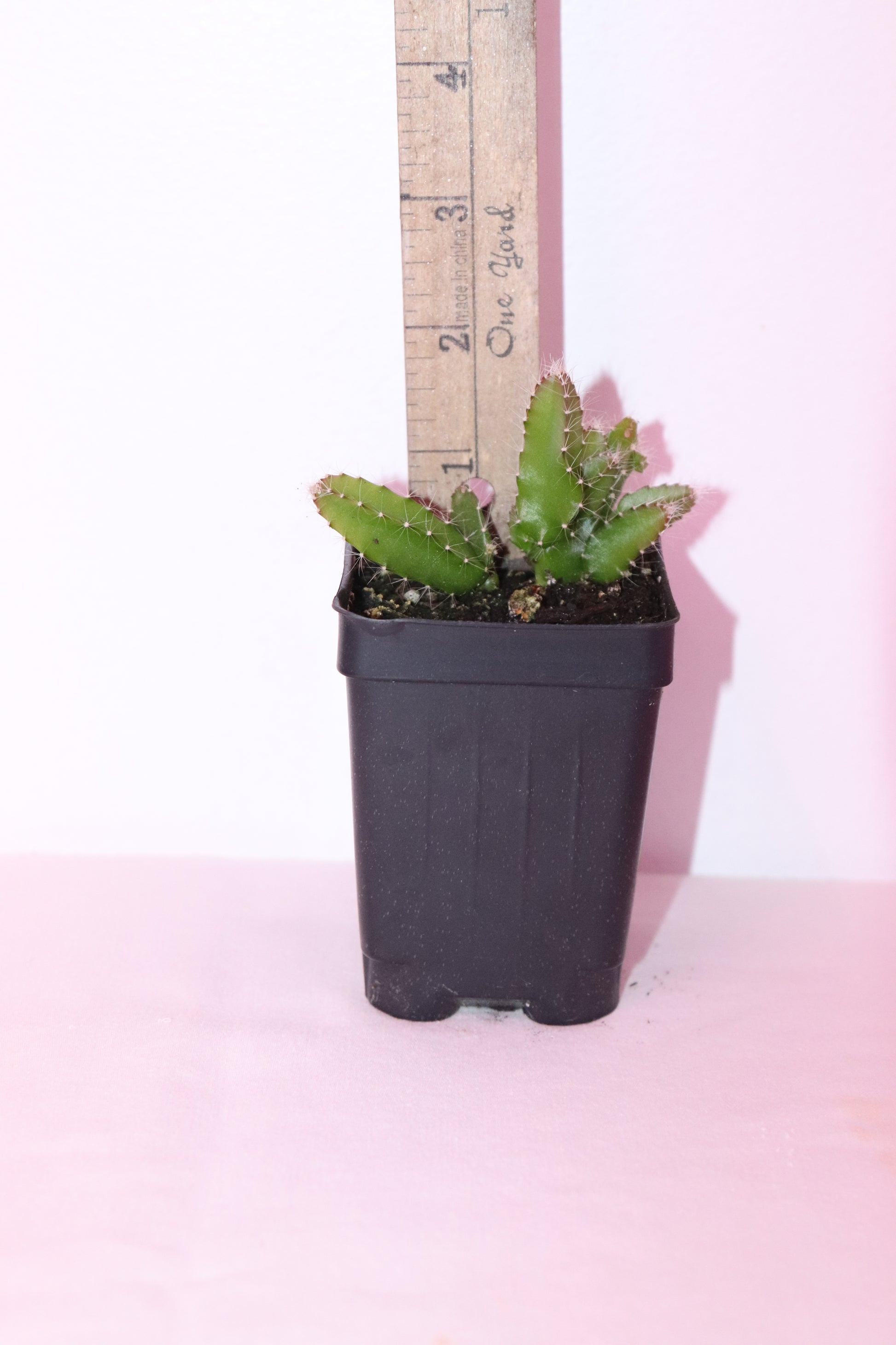 5" Red Dragon Fruit Seedling (Selenicereus Costaricensis) Organic Rare Tropical