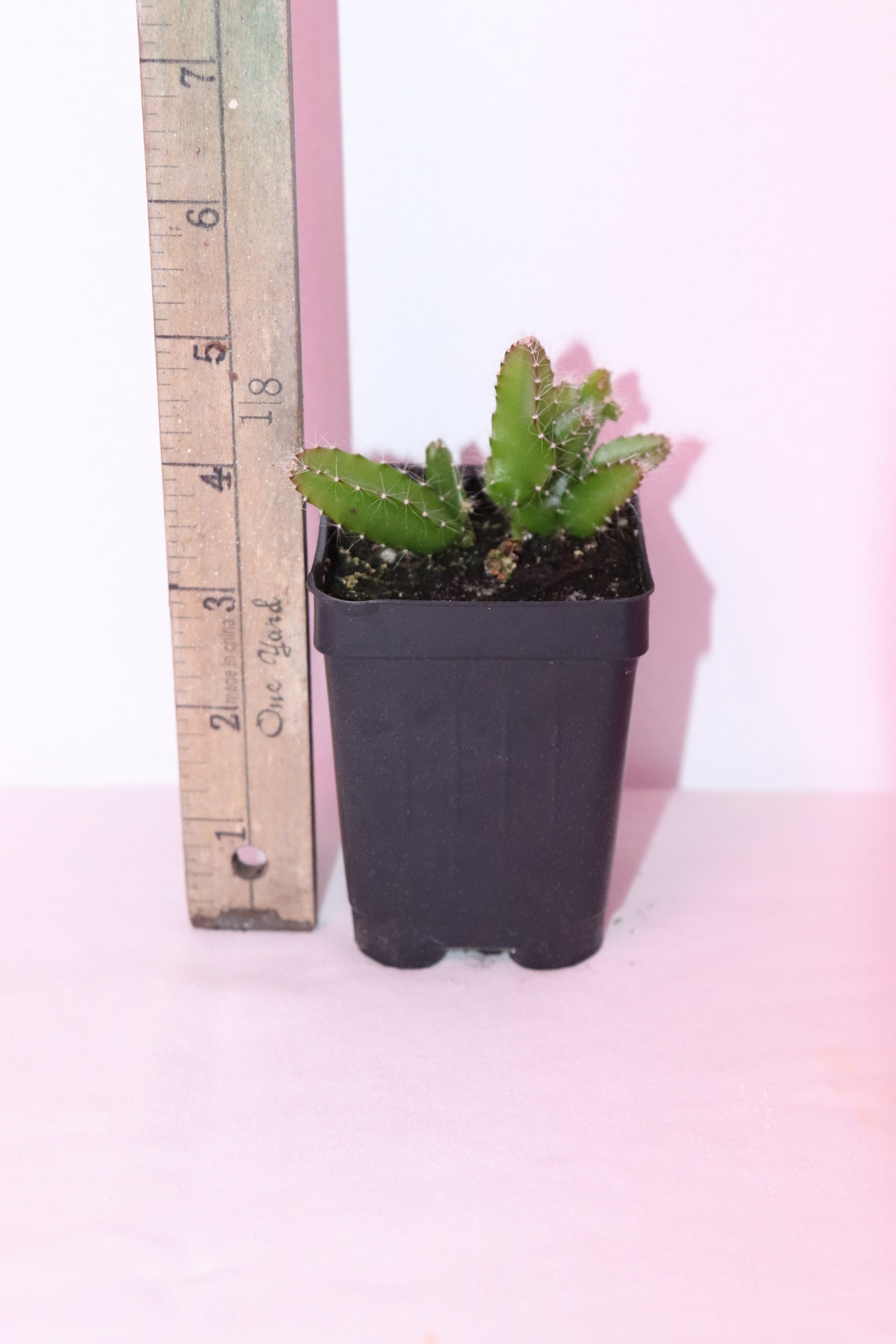 5" Red Dragon Fruit Seedling (Selenicereus Costaricensis) Organic Rare Tropical
